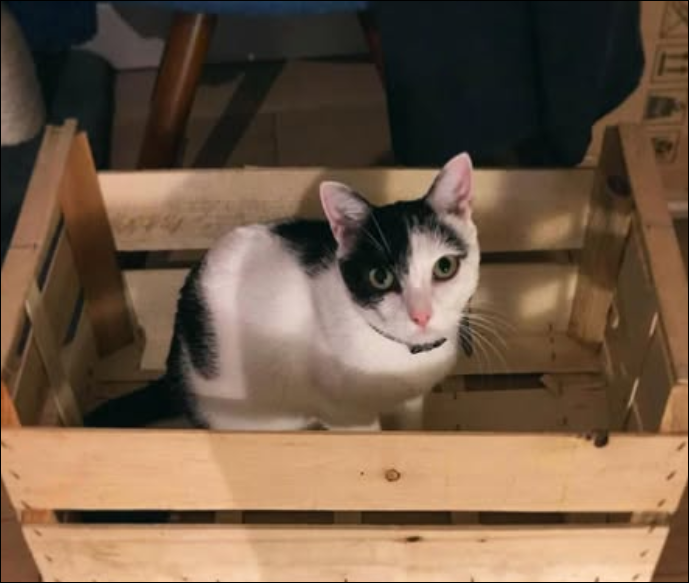 Gérard valide prudemment la baisse du niveau sonore. Chat caché dans une caisse en bois